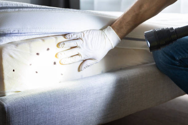 Best Affordable Pest Control Services  in Phelan, CA