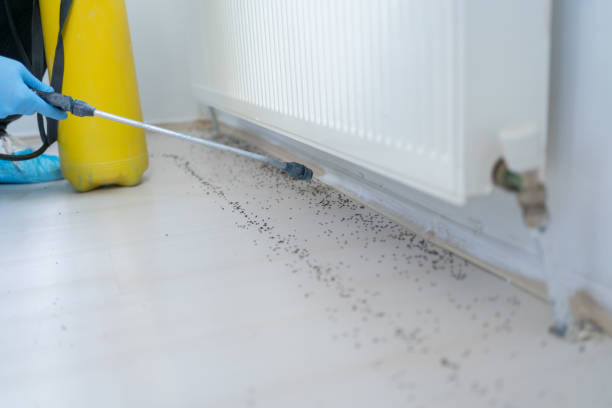 Professional Pest Control in Phelan, CA