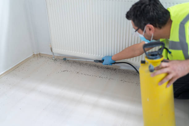 Best Local Pest Control Services  in Phelan, CA